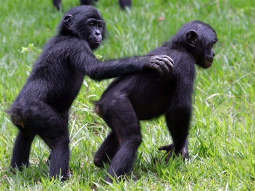 Les Bonobos en RDC
